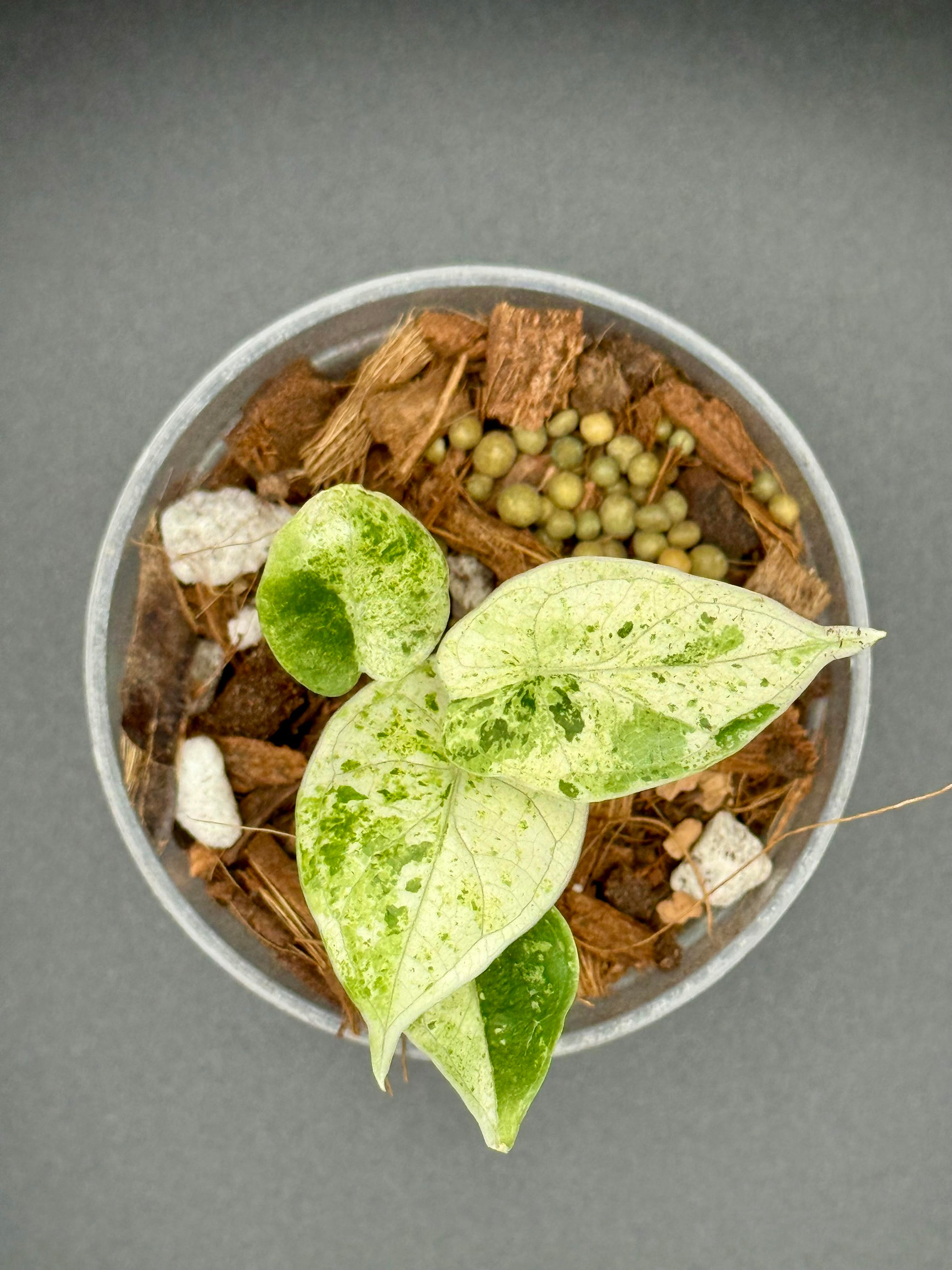 Alocasia Dragon Scale mint var. 2本セット Alocasia Dragon Scale Mint