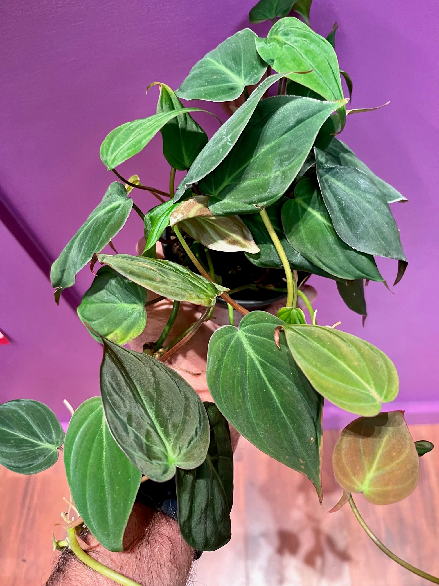 philodendron-micans-4-succulent-garden-llc
