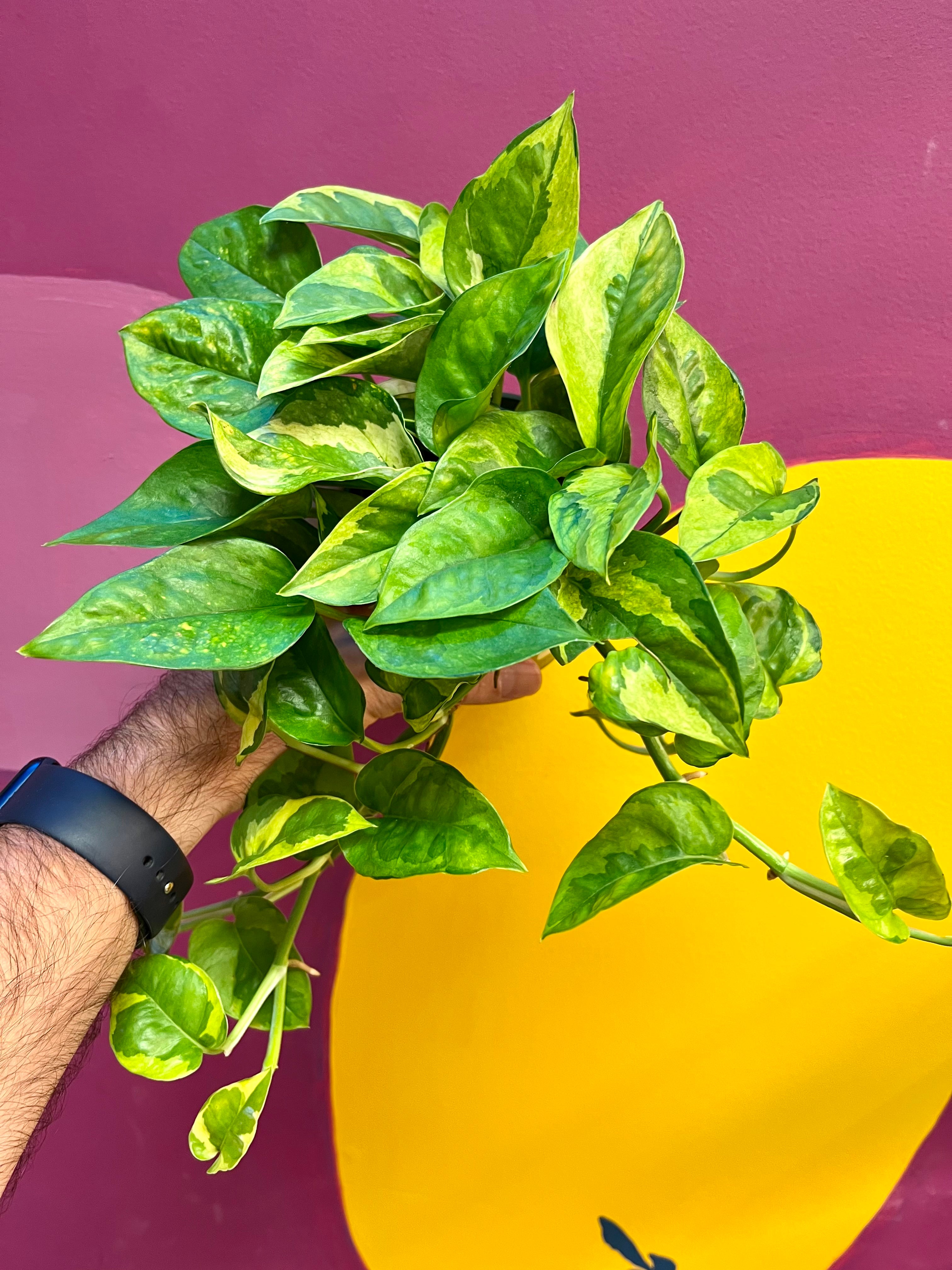 Pothos Lizard Queen 4 | Succulent Garden LLC
