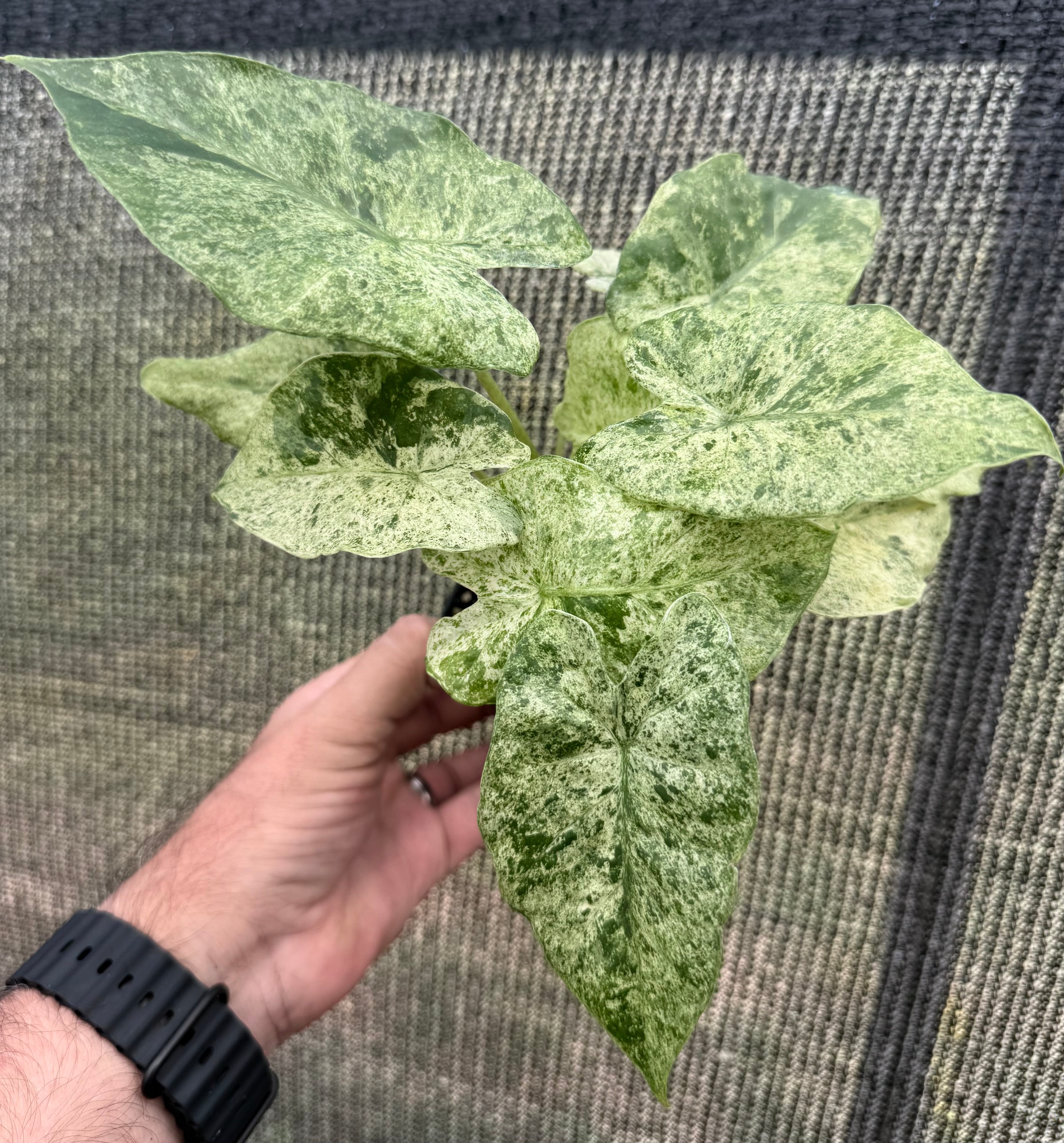 Alocasia Macrorrhiza Splash 3" | Succulent Garden LLC